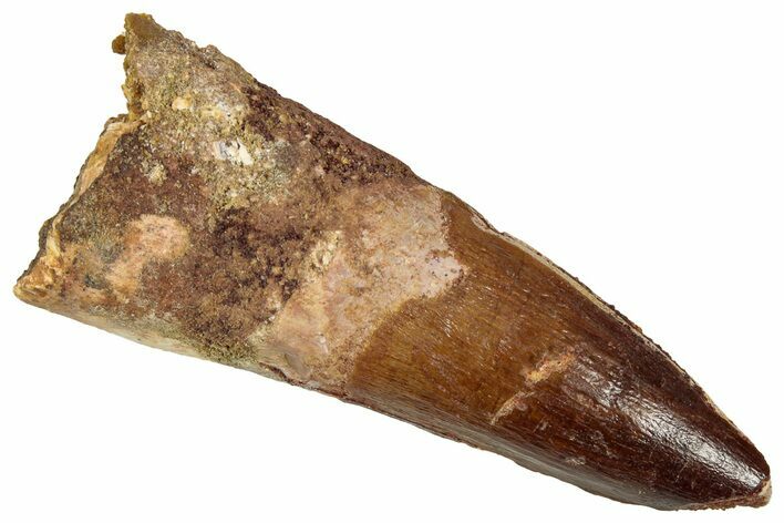 Fossil Spinosaurus Tooth - Real Dinosaur Tooth #353038